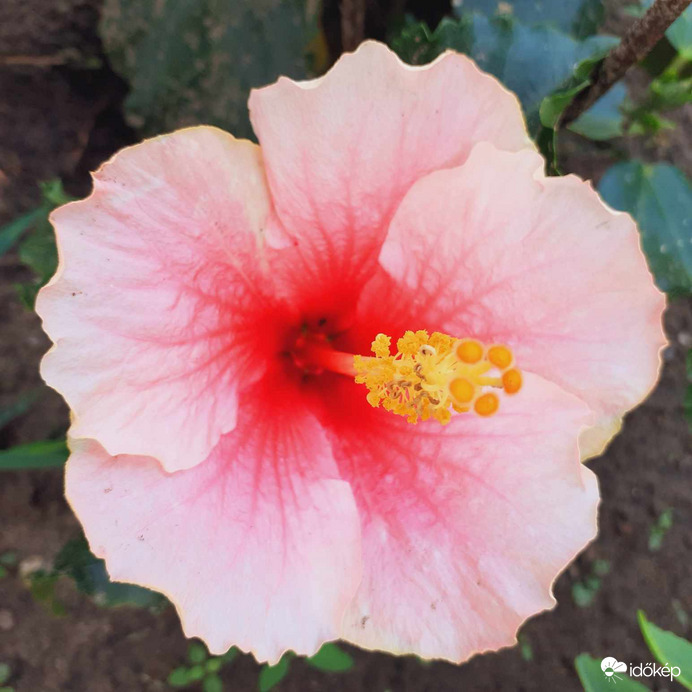 Hibiscus Pink