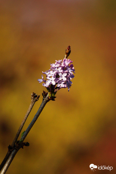 Novemberi orgona