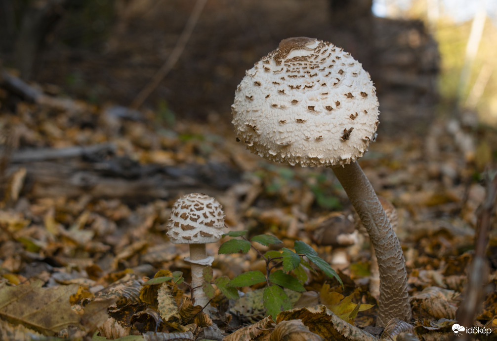 Nagy őzlábgomba