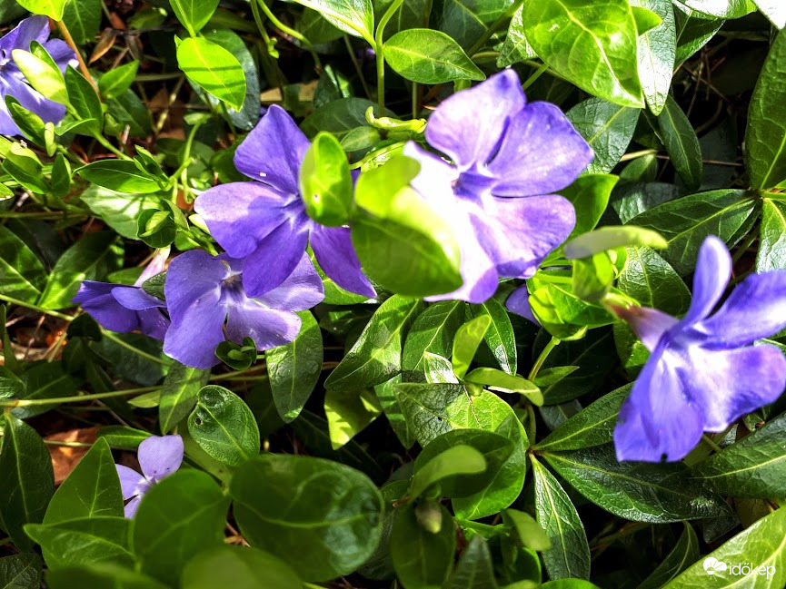 Vinca minor (kis meténg)