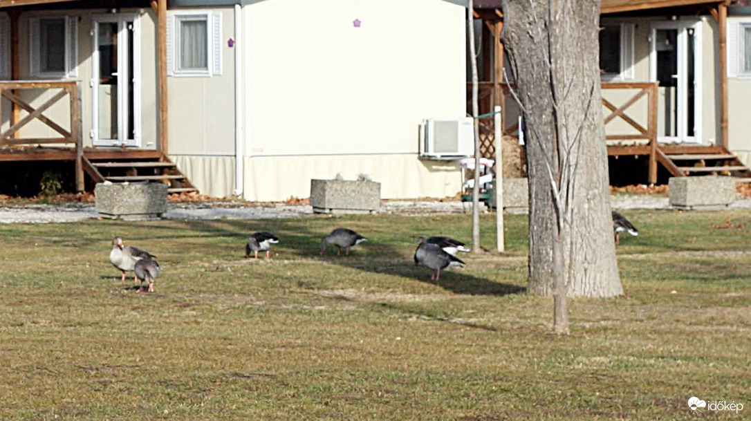 Füred camping téli vendégei