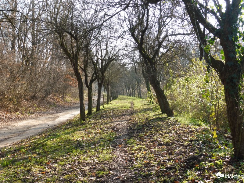 ősz, némi tavaszias zölddel fűszerezve