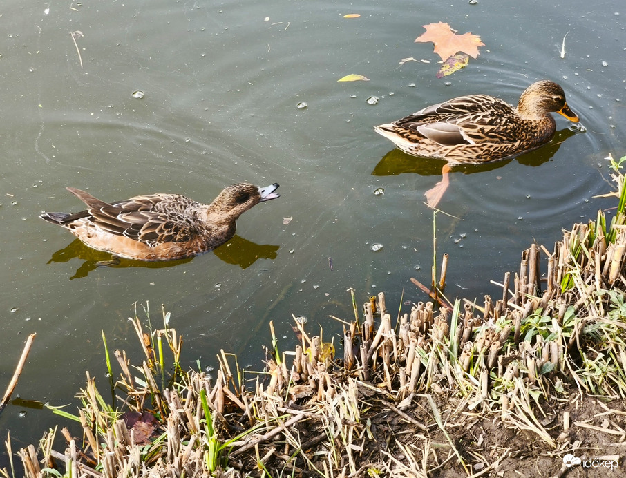 Vác