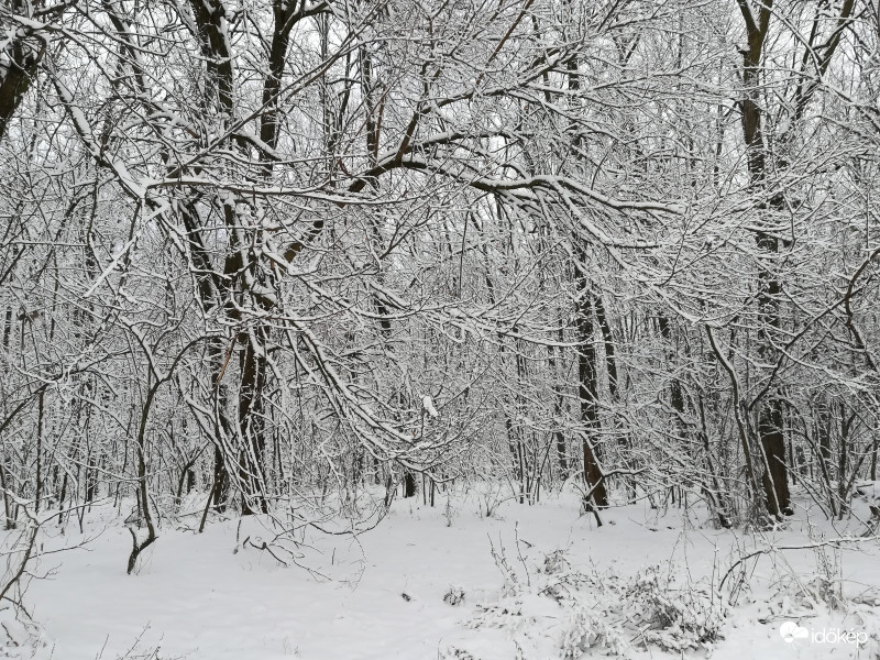 Nyírtelki erdő 9 cm hótakaró