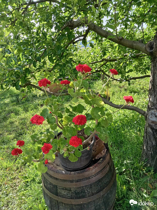 szereti a du i árnyekot is 