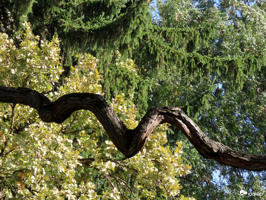 Arborétumi séta