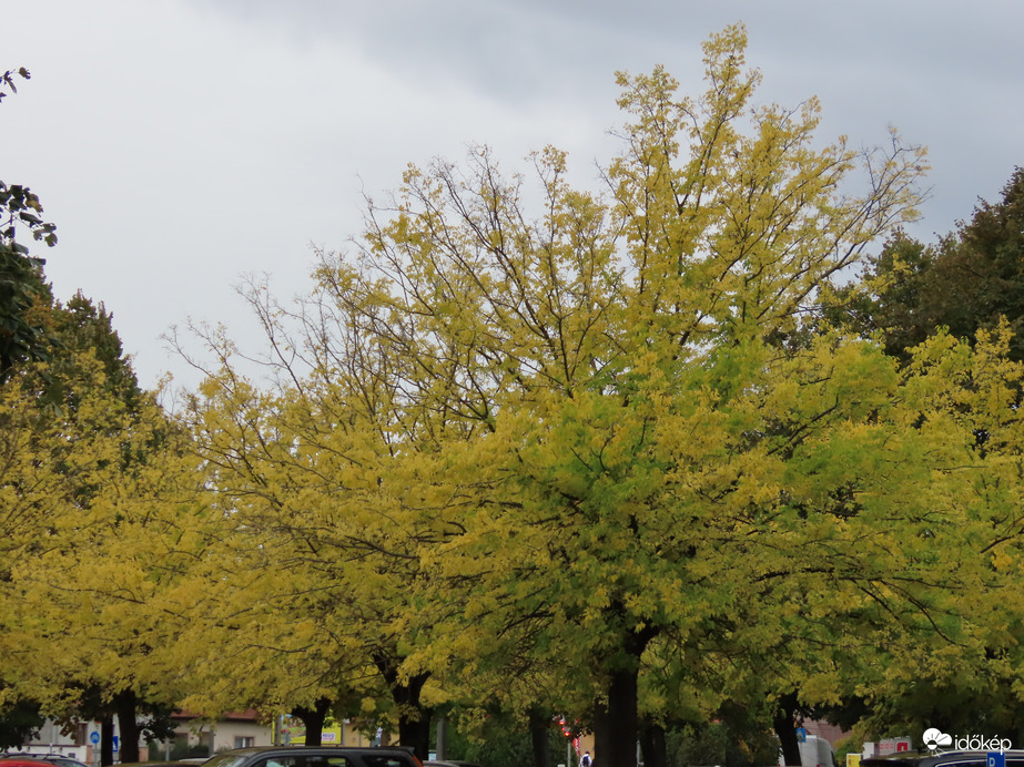 Sárgába öltöztek a parkoló fái