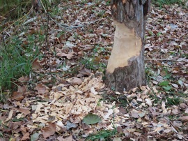 A Hód most a Csónakázó-tó partján "munkálkodott"