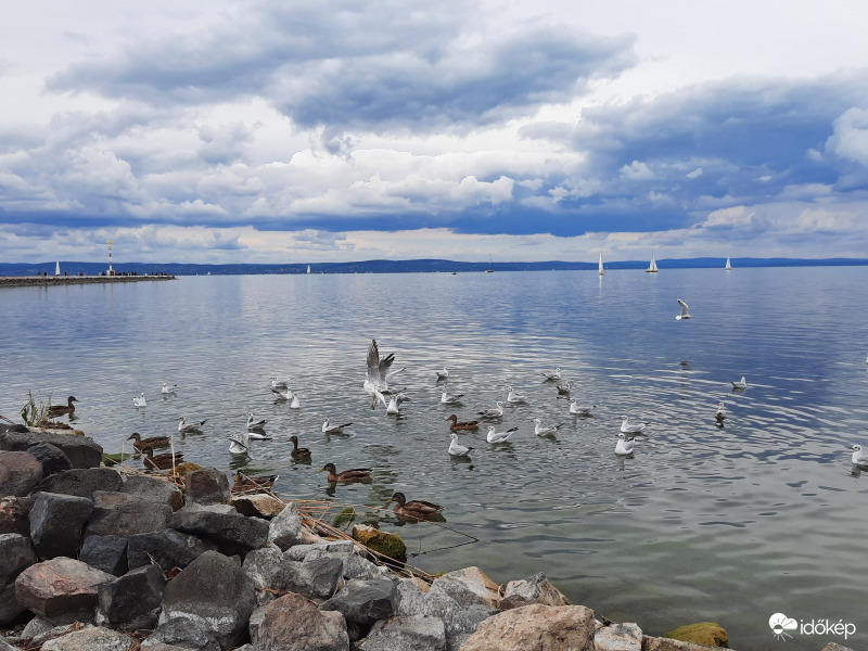 Sirályok a Balatonon.