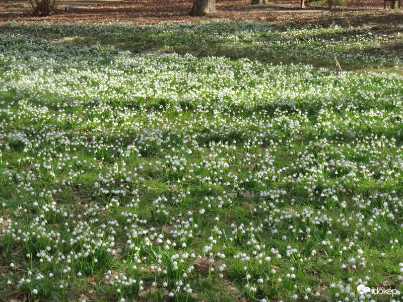 Kámoni Arborétum kivirágzott