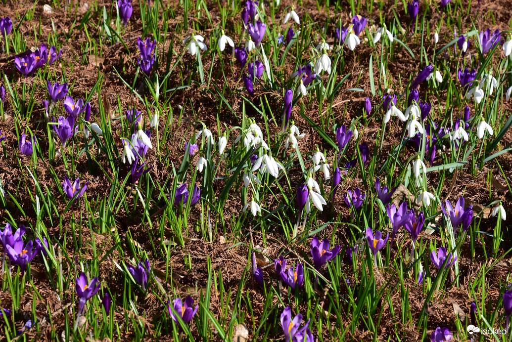 Tavaszi virágözön a Kámoni Arborétumban 03.04.