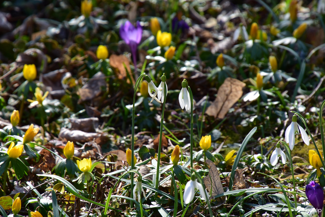 Tavasz a Kámoni Arborétumban 03.04.