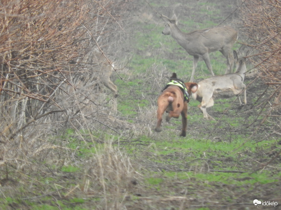 Repkedő vizsla golyók