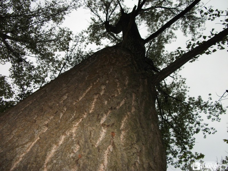 Populus robusta (Óriás nyárfa)