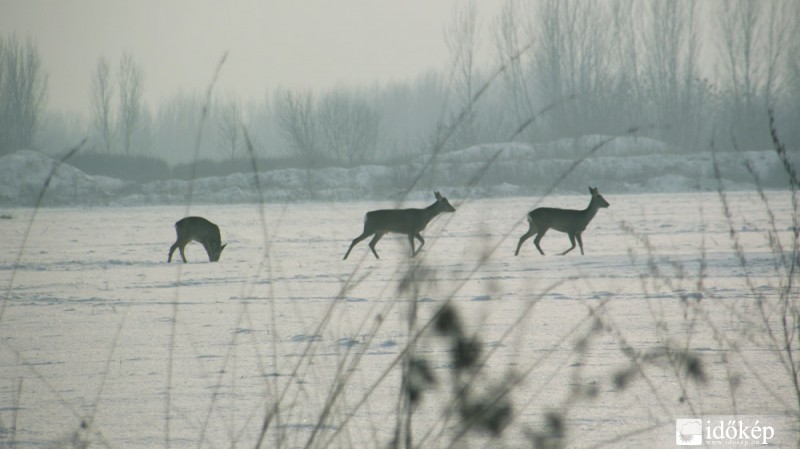 keresgélők