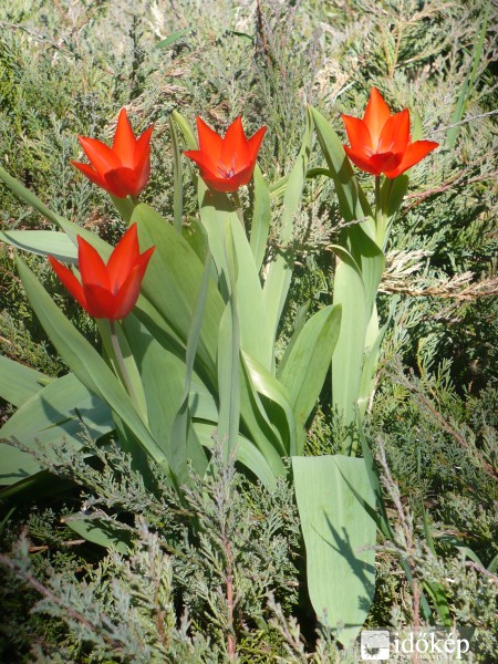 Tulipán  