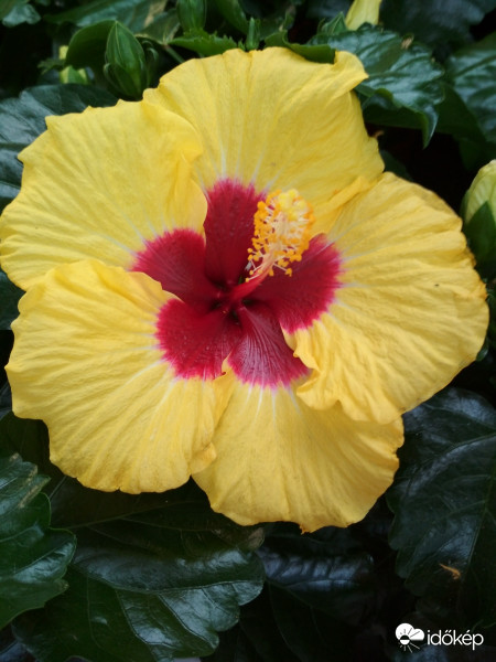 hibiszkusz