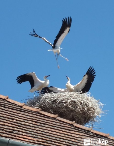 Landolás a Fertő-tónál