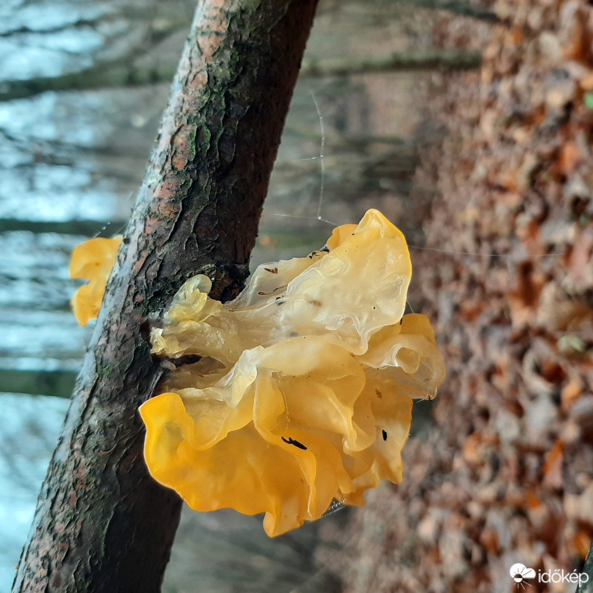 Aranyos rezgőgomba (Tremella mesenterica)