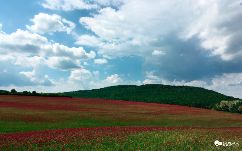 Bíbor - mező