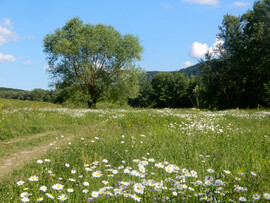 malnaskerti fotója