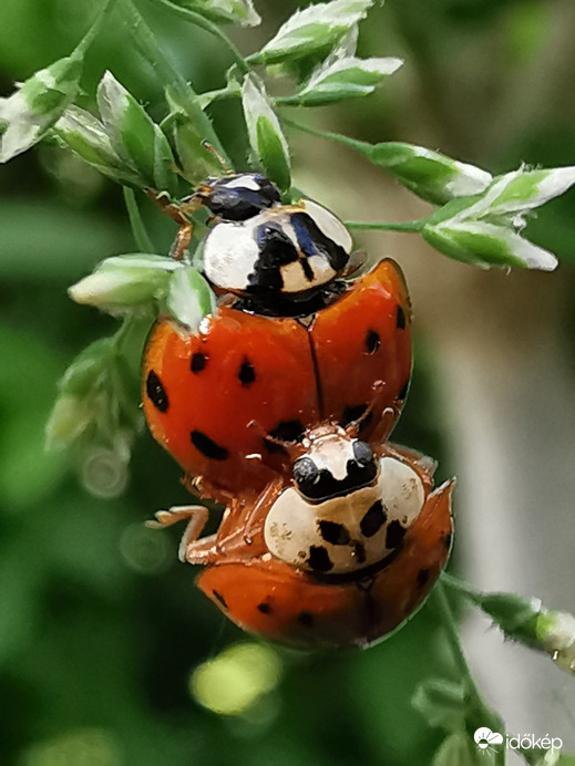 Harlekin szerelem