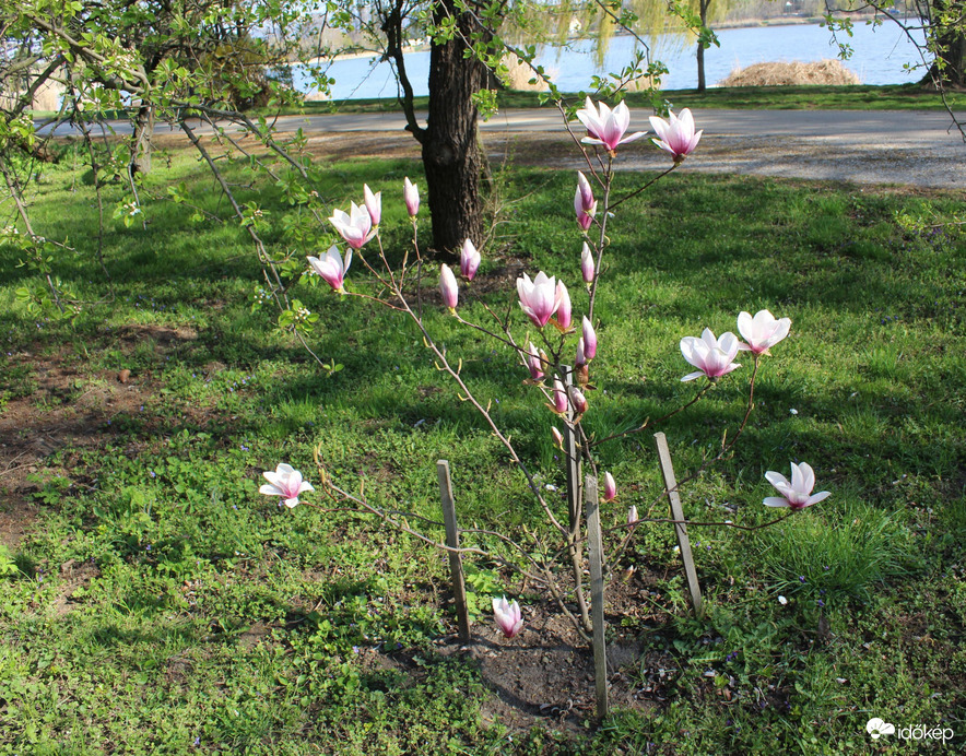 Magnolia