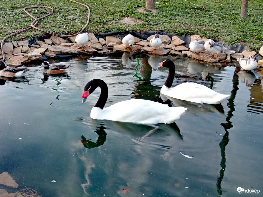 Balatoni madárpark