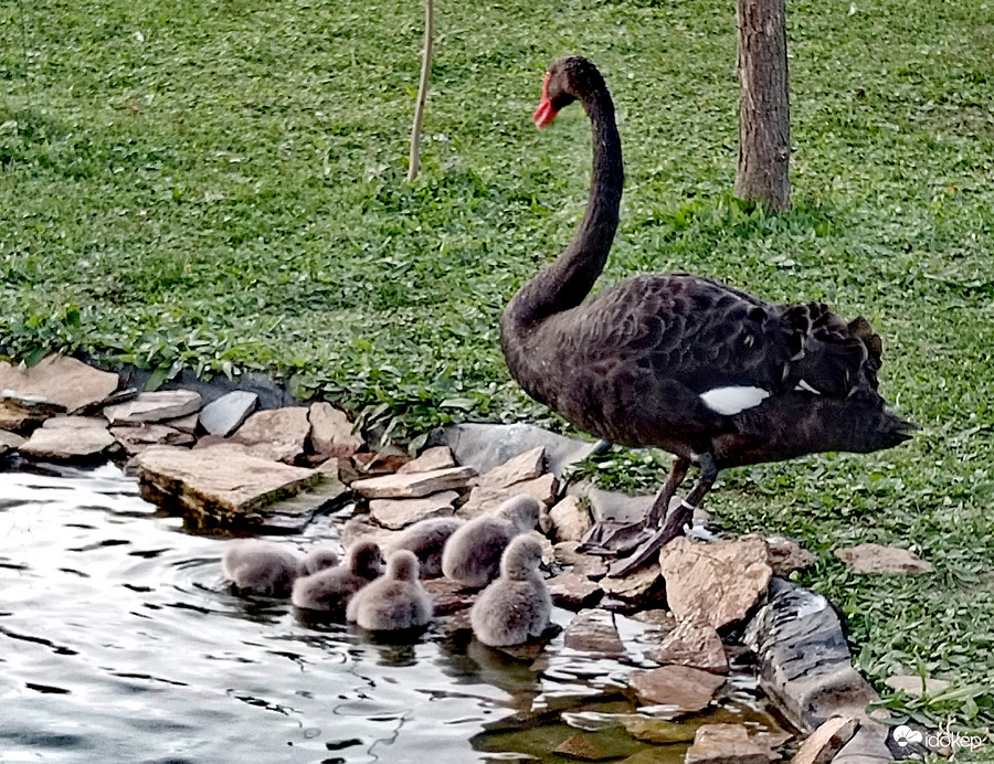 Balatoni madárpark