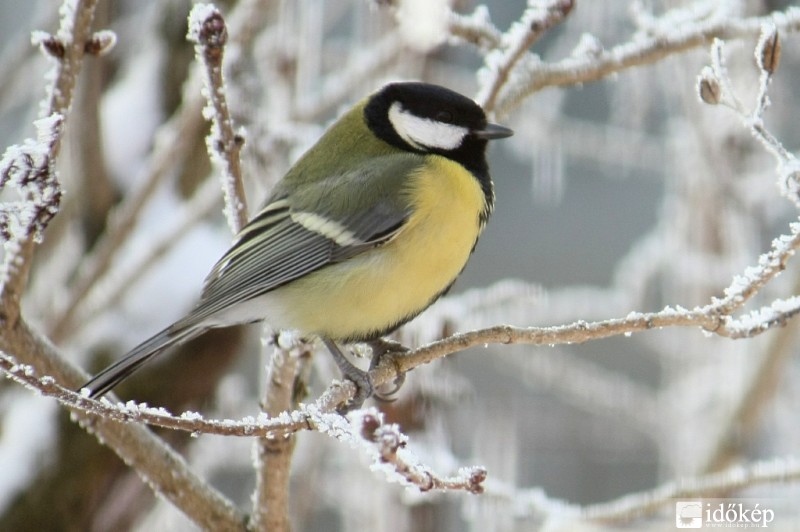 Széncinege (Parus major)