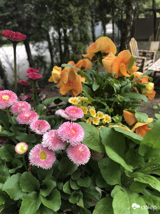 Bellis perenis