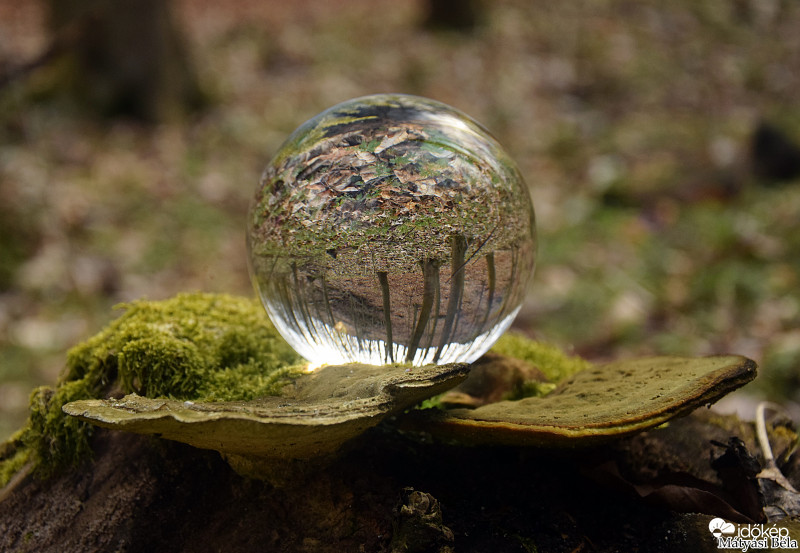 Lensball - Bükkben.