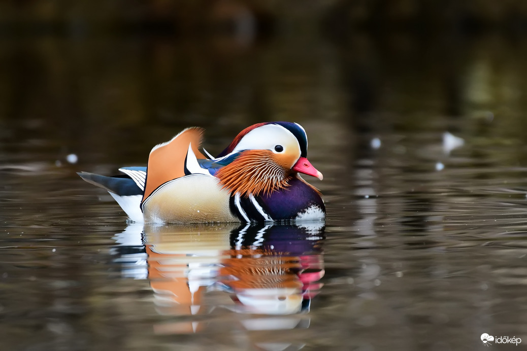 Mandarinréce a tavon 