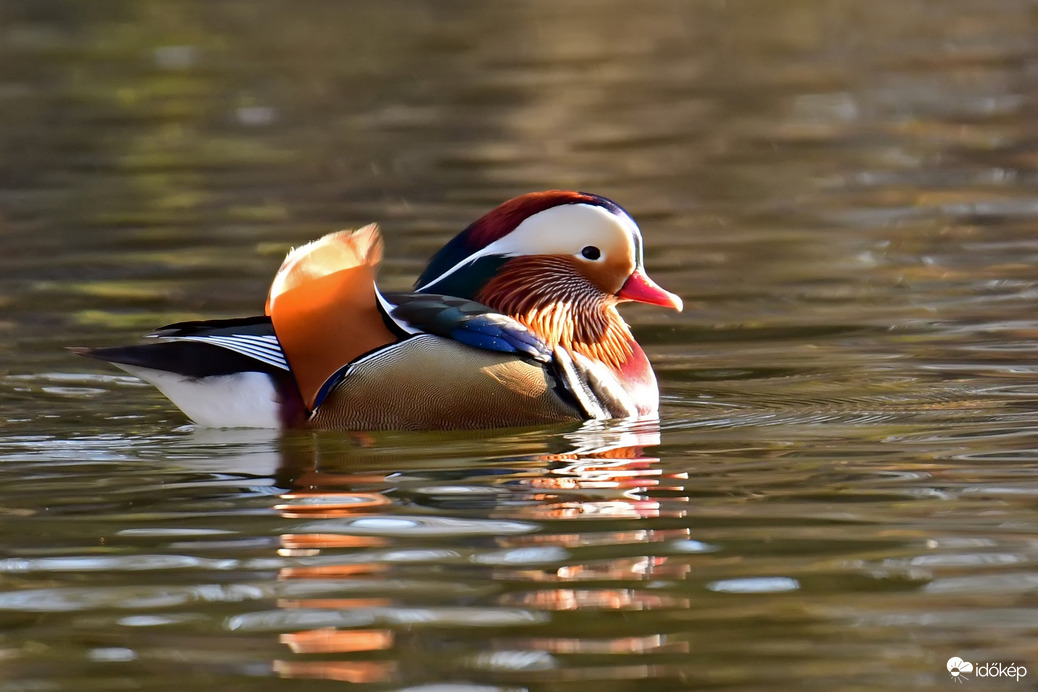 Mandarinréce 