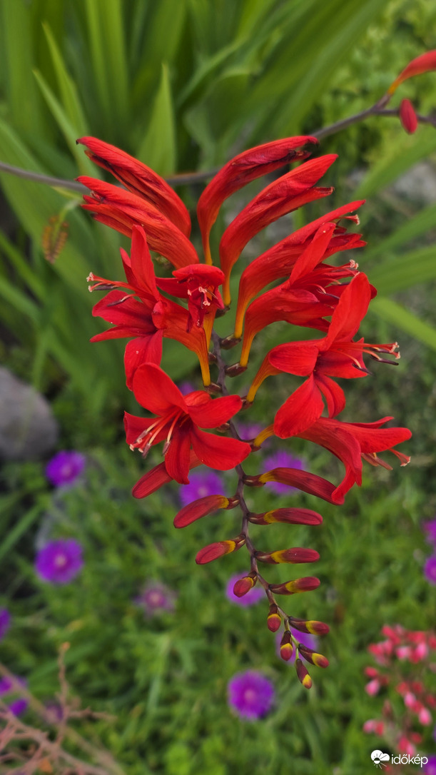 Crocosmia Lucifer - gyönyörű évelő kerti virág