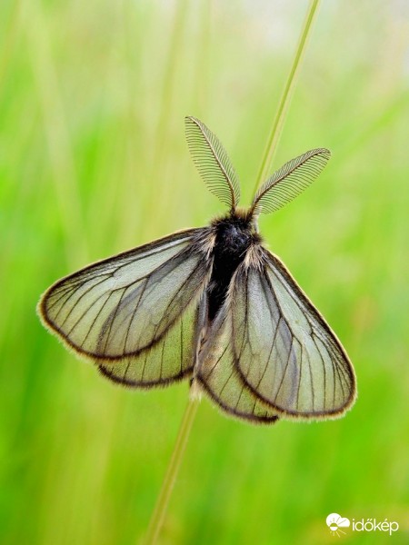 Réti gyapjaslepke