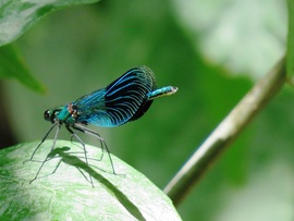 Sávos szitakötő (Calopteryx splendens)