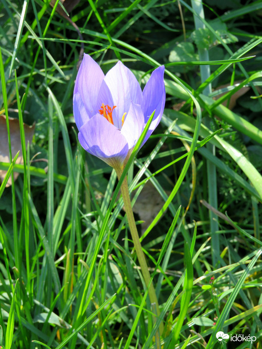 Őszi sáfrány (crocus), NEM kikerics, csak 3 porzója van!