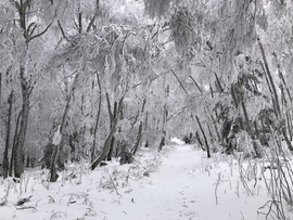 2023.01.26_Gyönyörű zúzmara képződés a Kőszegi-hegyen 650 méter felett. Szélcsend, -3 C fok, 20 cm hó.