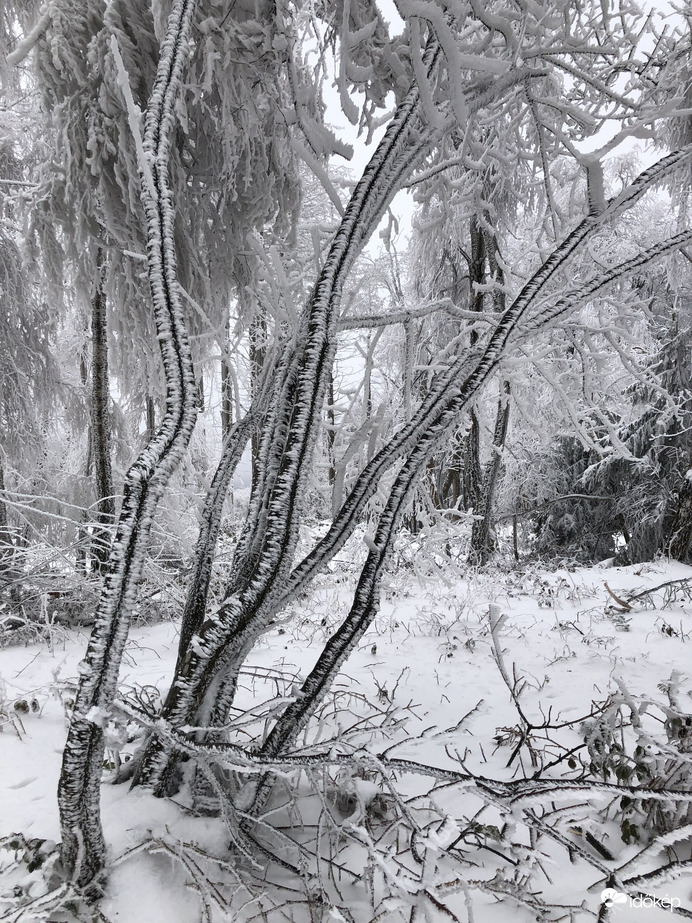 2023.01.26_Gyönyörű zúzmara képződés a Kőszegi-hegyen 650 méter felett. Szélcsend, -3 C fok, 20 cm hó.