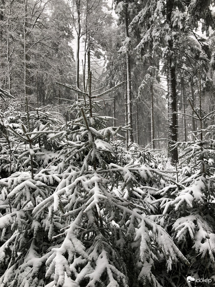 2024.01.07. Az Írott-kőre visszatért a tél! (Havazás, 3-5 cm hó, viharos szél, zúzmarás fák)