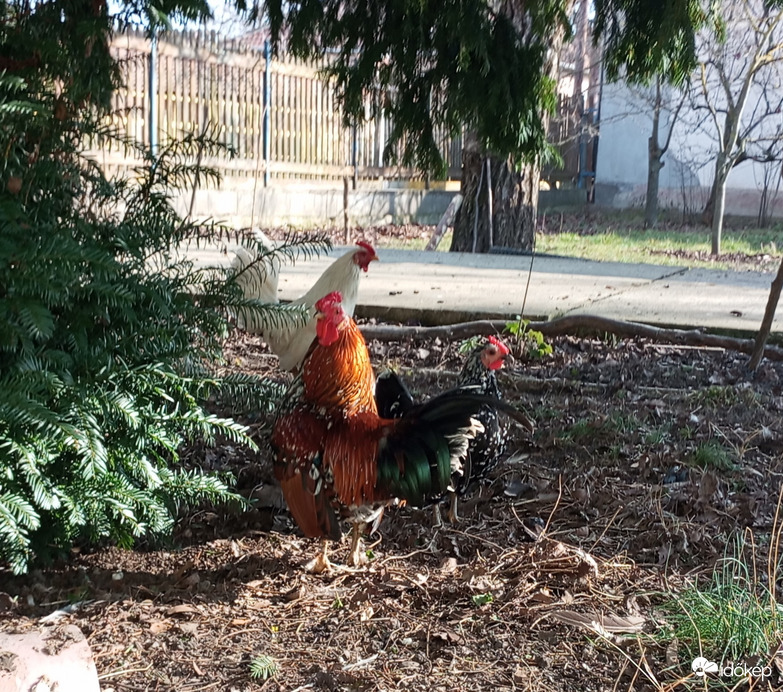 A kakas februárban: Napsütés, szép tollruha, lányok, pihenés... :))