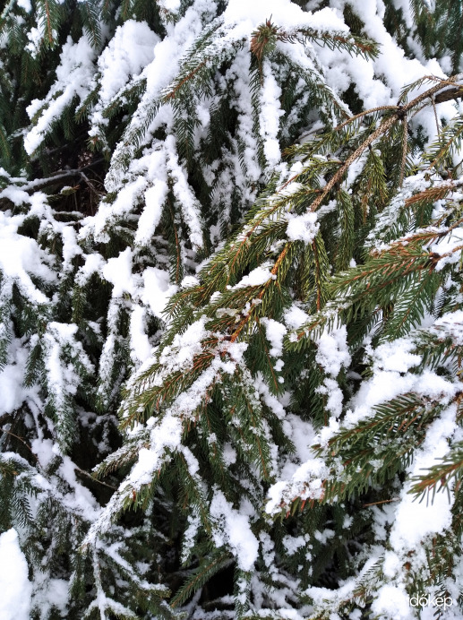 10 cm-es hó esett Mezőberényben! ❄️