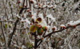 Zúzmarás Japán birs bimbó (ma 11:06-kor)