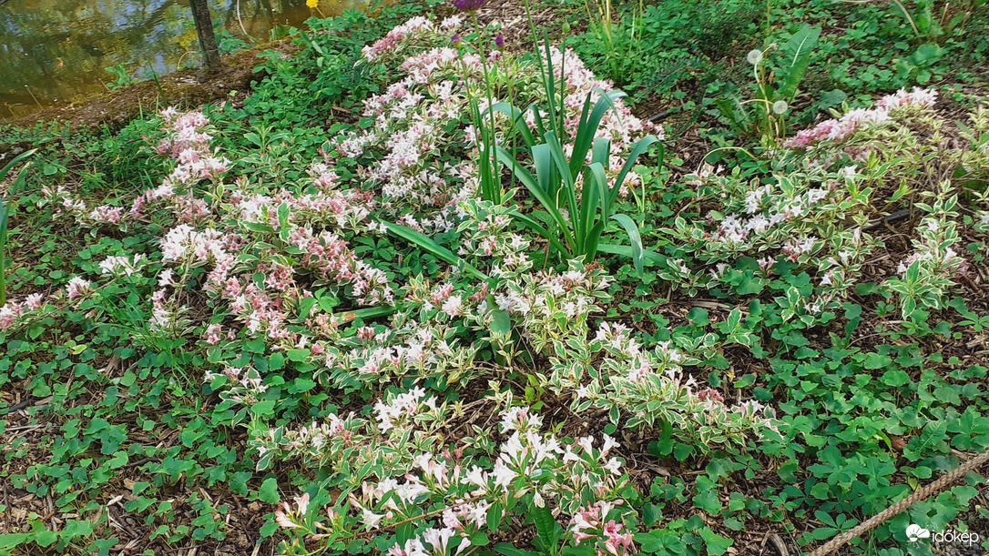 Weigela cseje