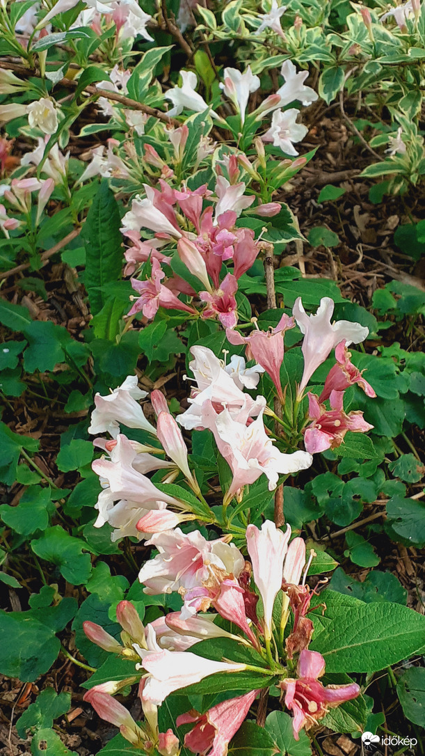 Weigela cserje