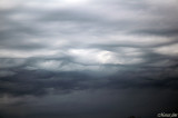 Undulatus asperatus 