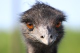 Emu