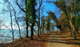 Balatonszőlős