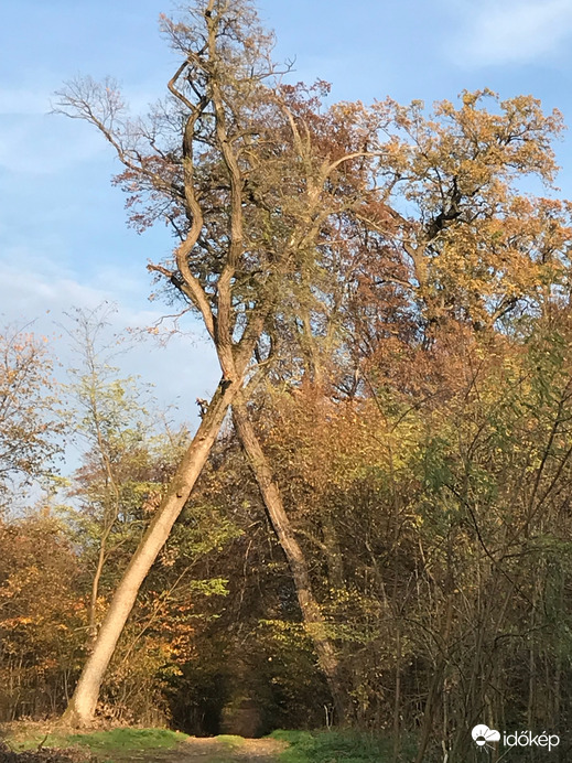 Baktalórántházai erdő